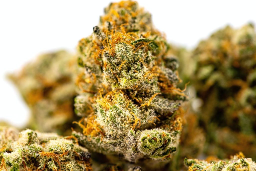 Legalherbal- A te legális Cannabis forgalmazód